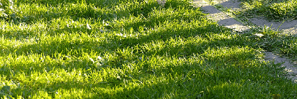 Bild mit Grasfläche und SchattenPoolplanung Licht und Schatten